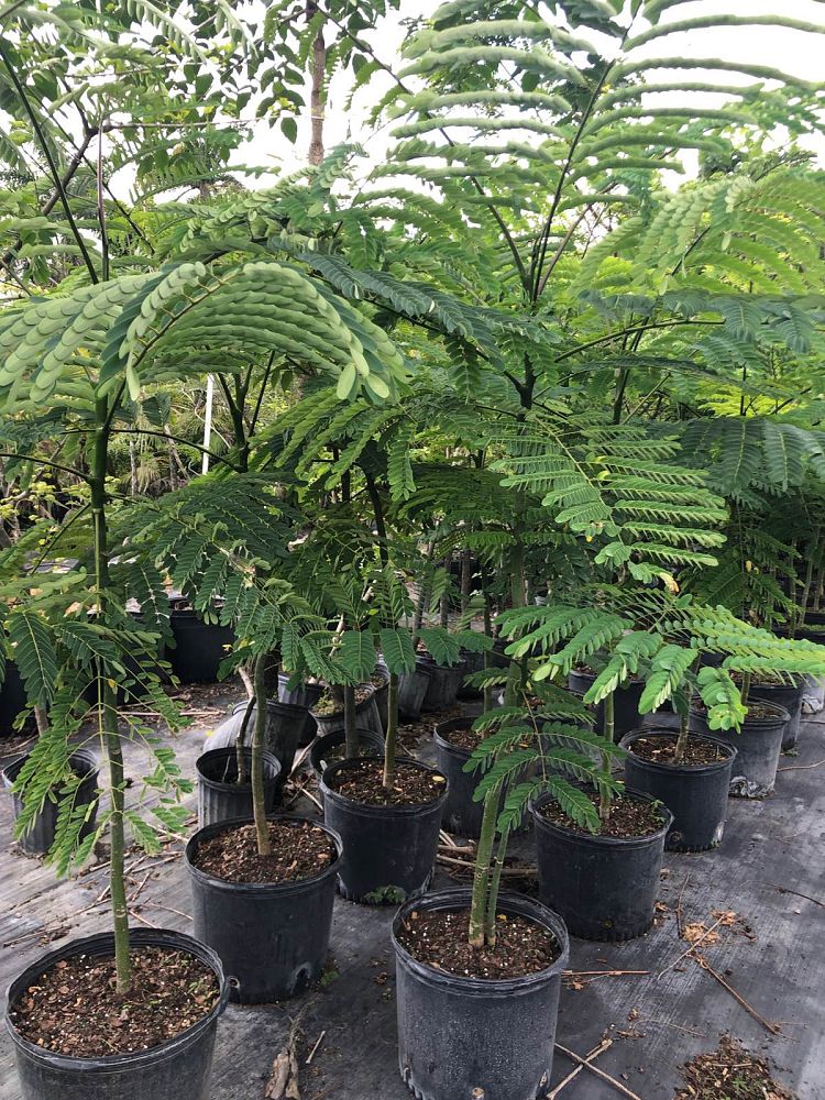 schizolobium-parahybum-tree-fern-brazilian-fire-tree-tower-tree