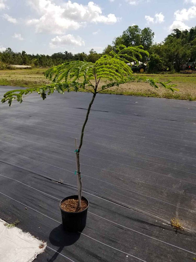 schizolobium-parahybum-tree-fern-brazilian-fire-tree-tower-tree