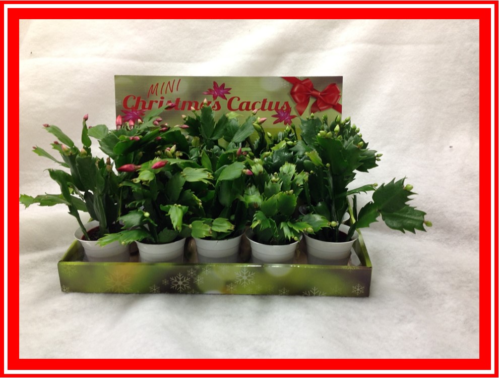 schlumbergera-buckleyi-christmas-cactus-schlumbergera-bridgesii