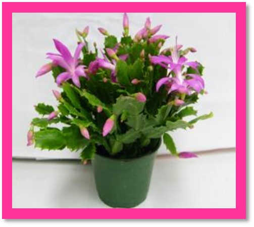 schlumbergera-buckleyi-christmas-cactus-schlumbergera-bridgesii