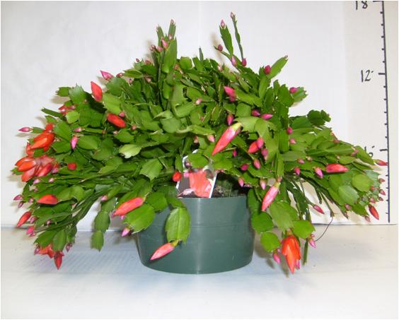 schlumbergera-buckleyi-christmas-cactus-schlumbergera-bridgesii