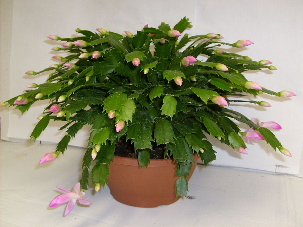 schlumbergera-buckleyi-christmas-cactus-schlumbergera-bridgesii