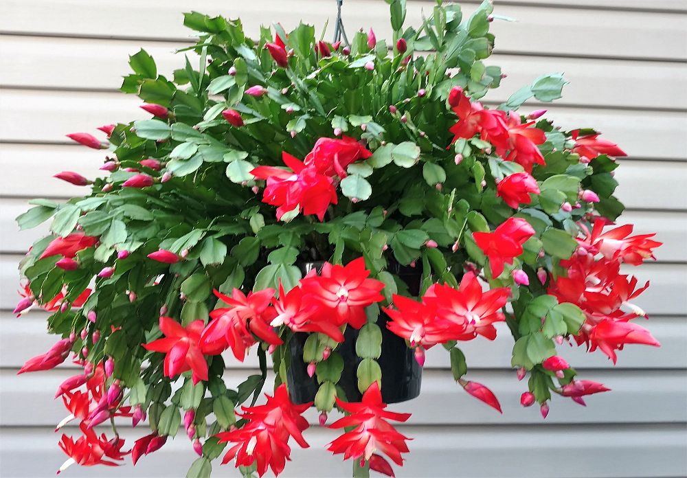 schlumbergera-buckleyi-christmas-cactus-schlumbergera-bridgesii