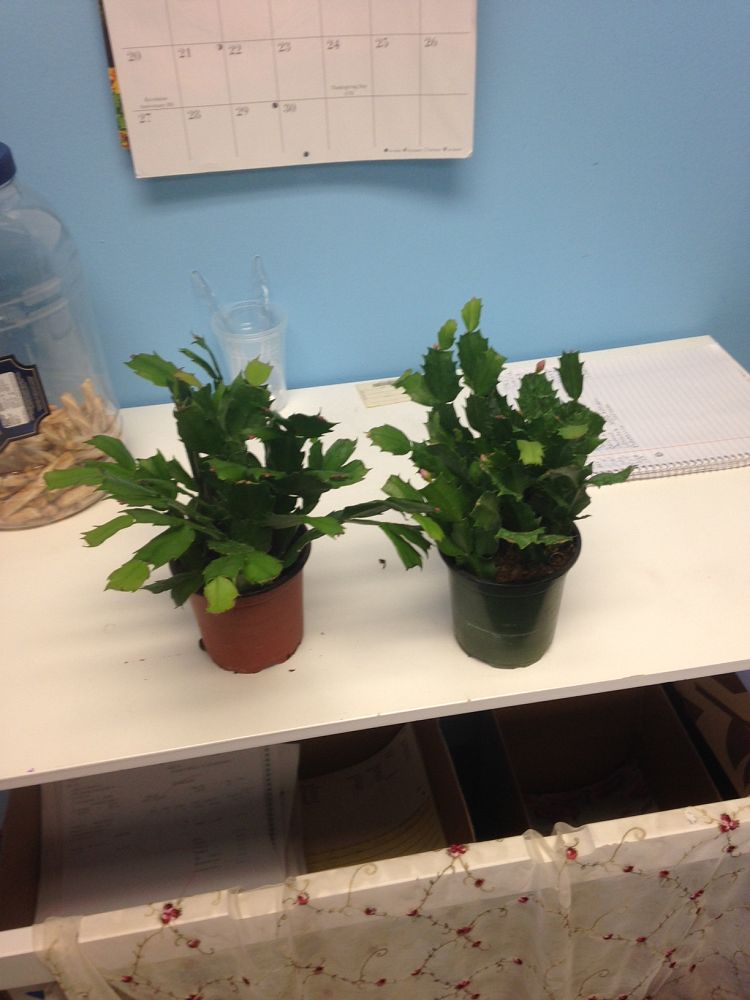 schlumbergera-buckleyi-christmas-cactus-schlumbergera-bridgesii