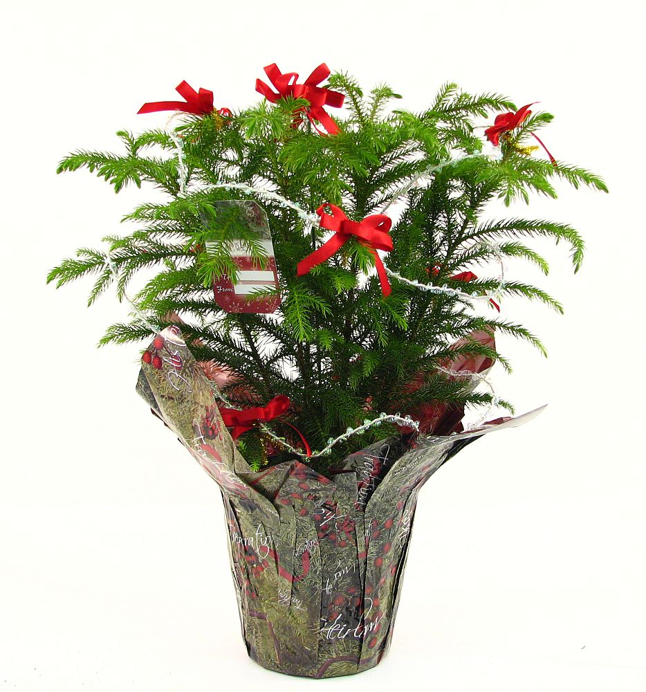 schlumbergera-zygocactus