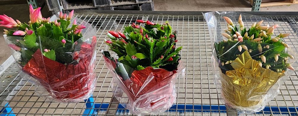 schlumbergera-zygocactus