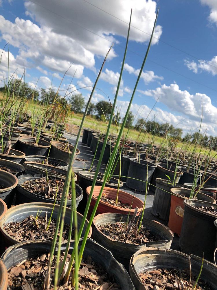 schoenoplectus-californicus-giant-bulrush-california-bulrush