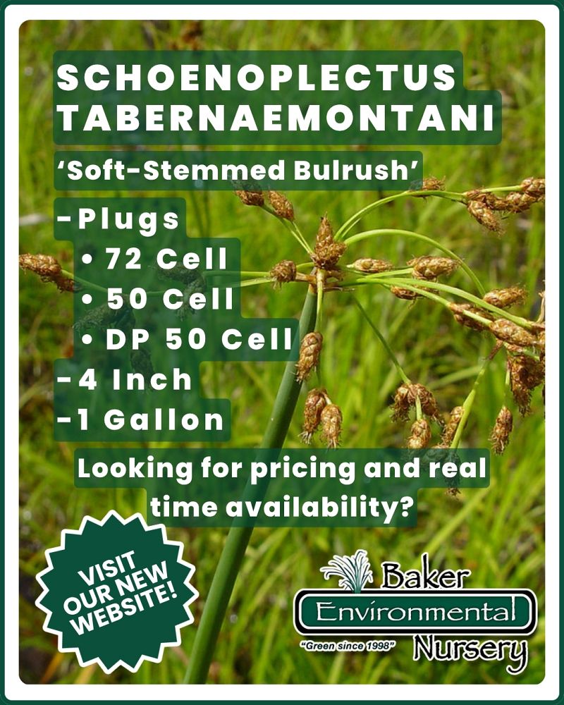 schoenoplectus-tabernaemontani-softstem-bulrush