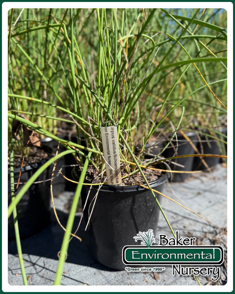 schoenoplectus-tabernaemontani-softstem-bulrush
