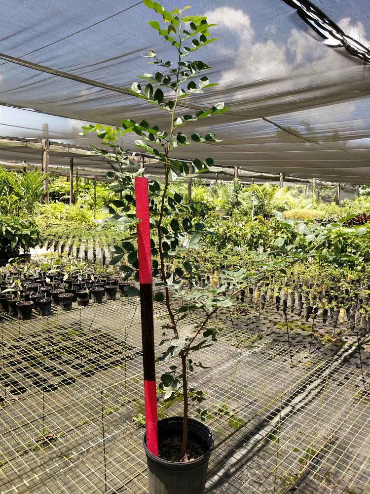 schotia-brachypetala-weeping-boerboon