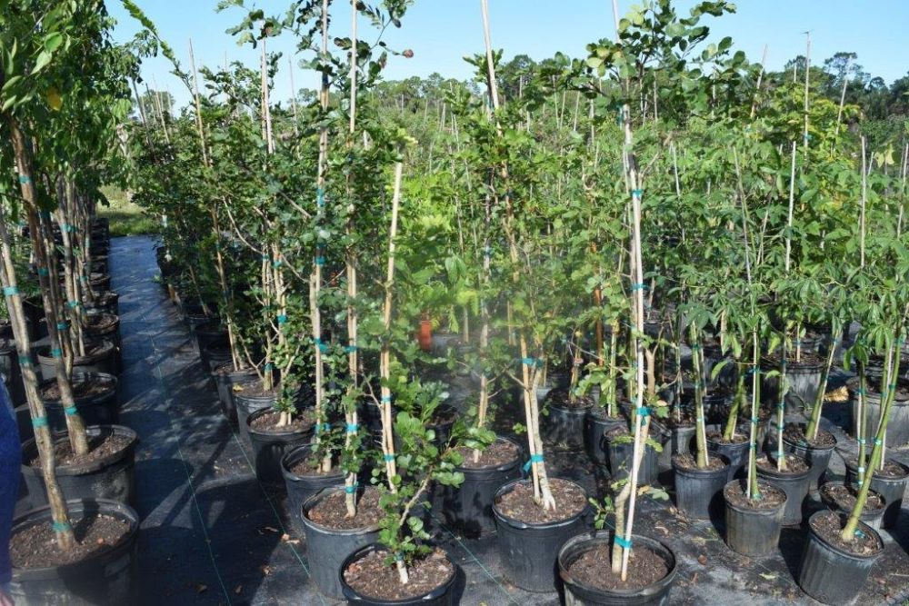 schotia-brachypetala-weeping-boerboon