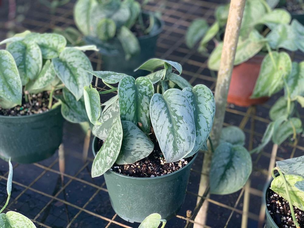 scindapsus-pictus-argyraeus-silk-pothos-silver-philodendron-satin-pothos