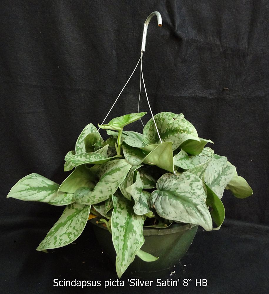 scindapsus-pictus-satin-pothos