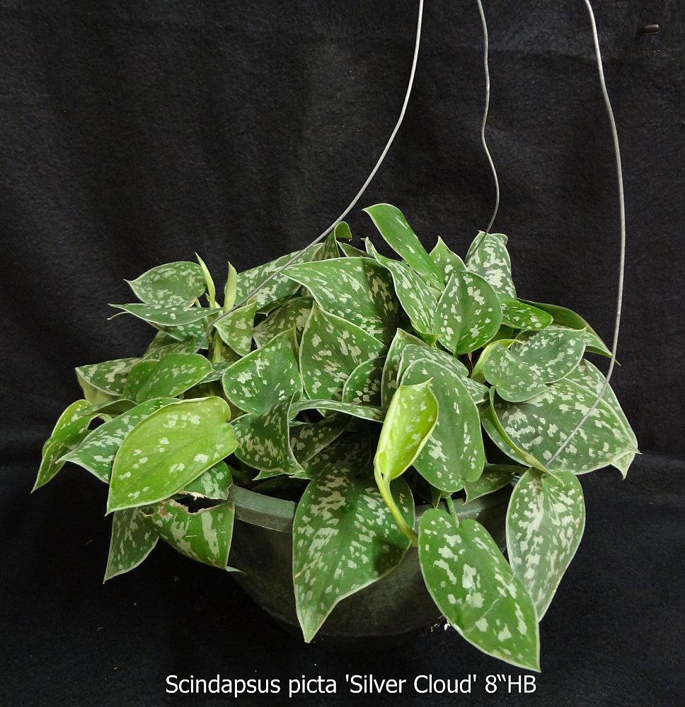 scindapsus-pictus-satin-pothos