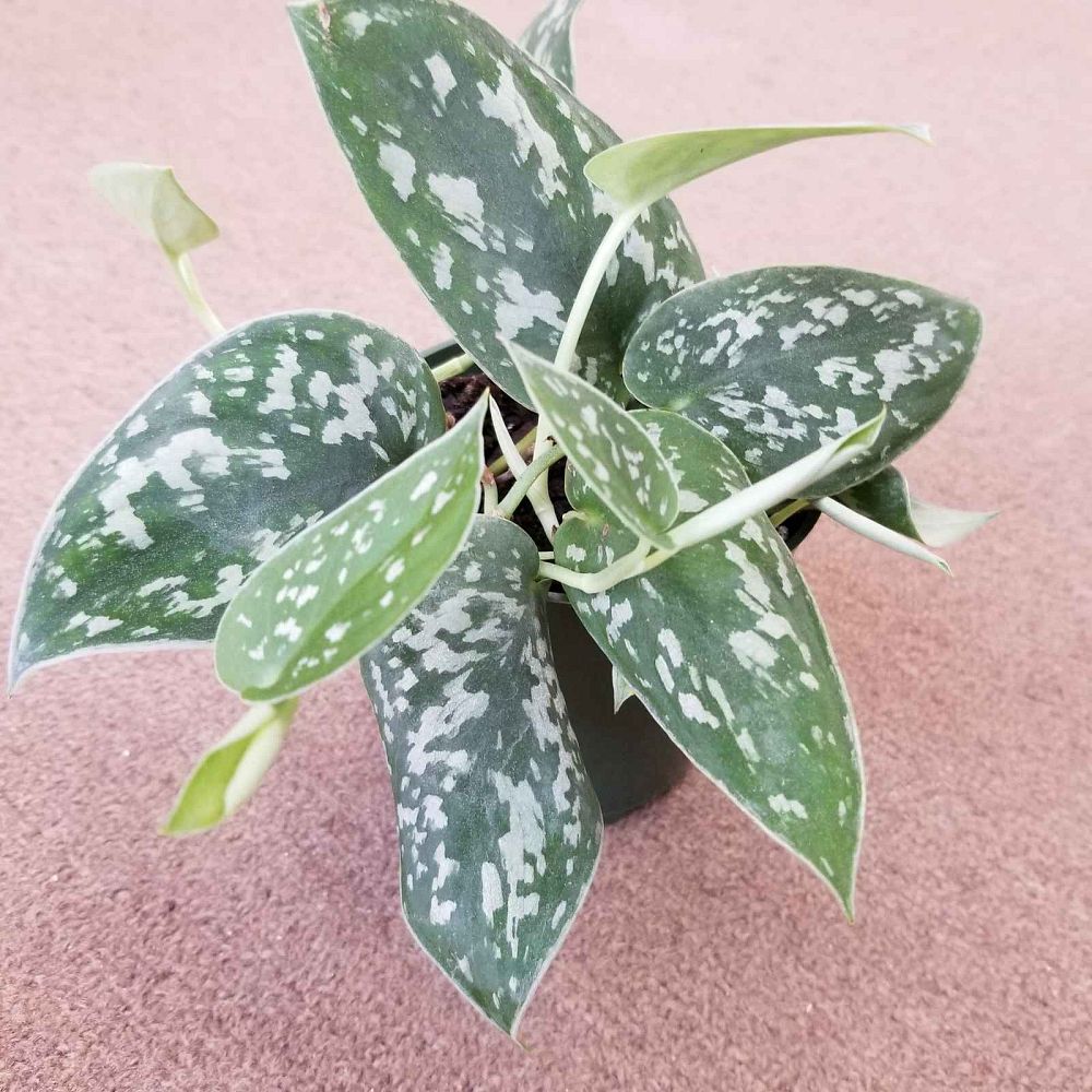 scindapsus-pictus-satin-pothos