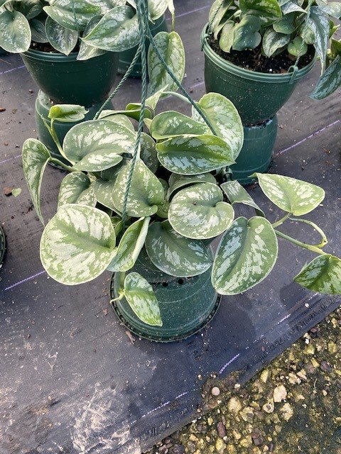 scindapsus-pictus-silver-satin-satin-pothos