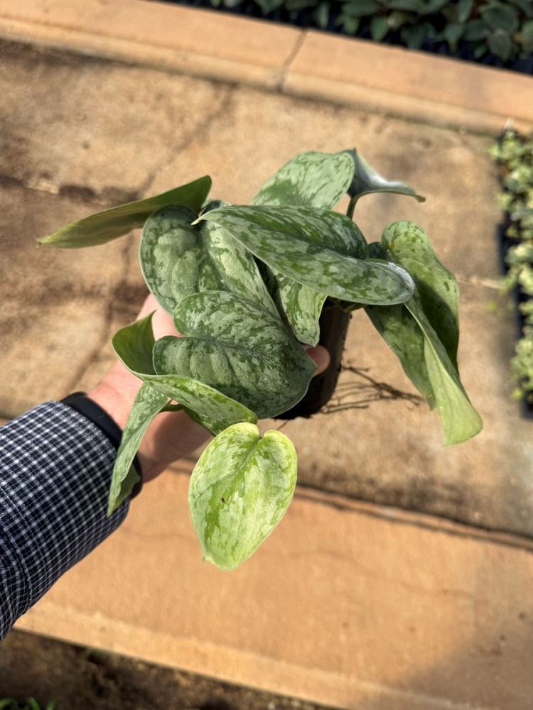 scindapsus-pictus-silver-satin-satin-pothos