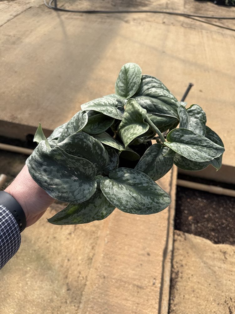 scindapsus-pictus-silver-satin-satin-pothos