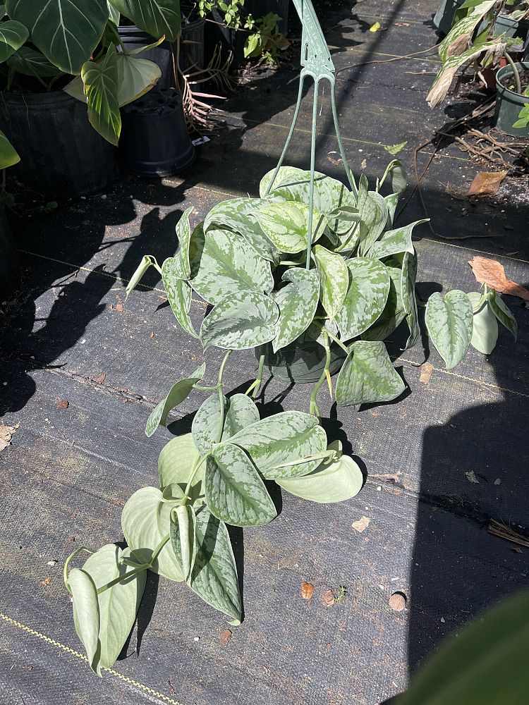 scindapsus-silver-satin