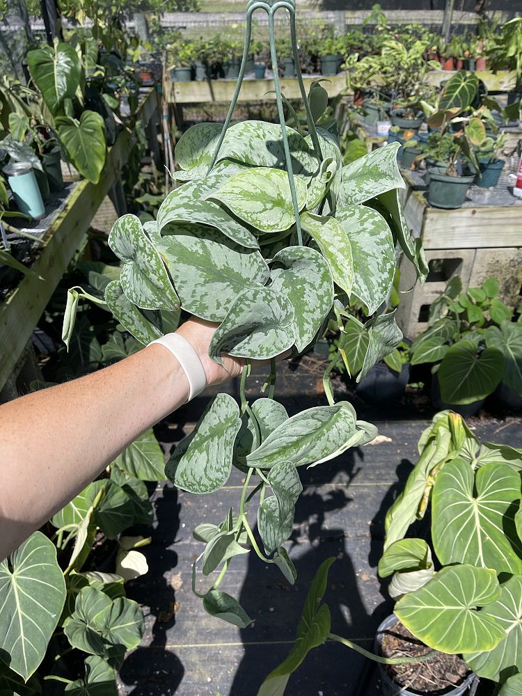scindapsus-silver-satin