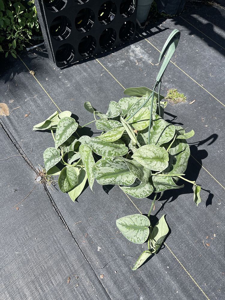 scindapsus-silver-satin