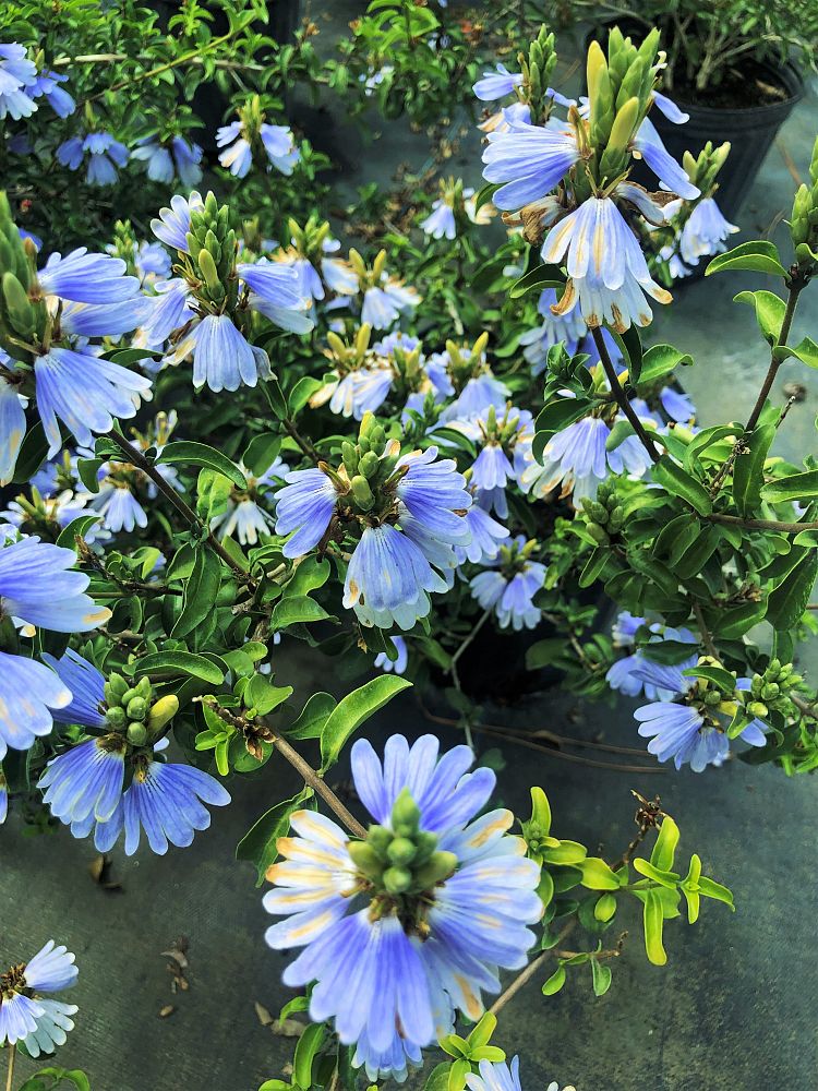 sclerochiton-harveyanus-mazabuka-blue-lips