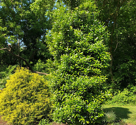 screen-play-holly-ilex-integra-latifolia-screen-play-pp-27524