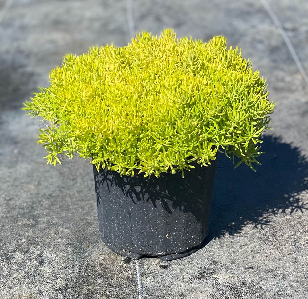 sedum-acre-elegans-carpet-stonecrop-gold-moss-sedum