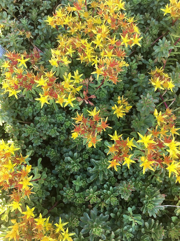 sedum-acre-goldmoss-stonecrop