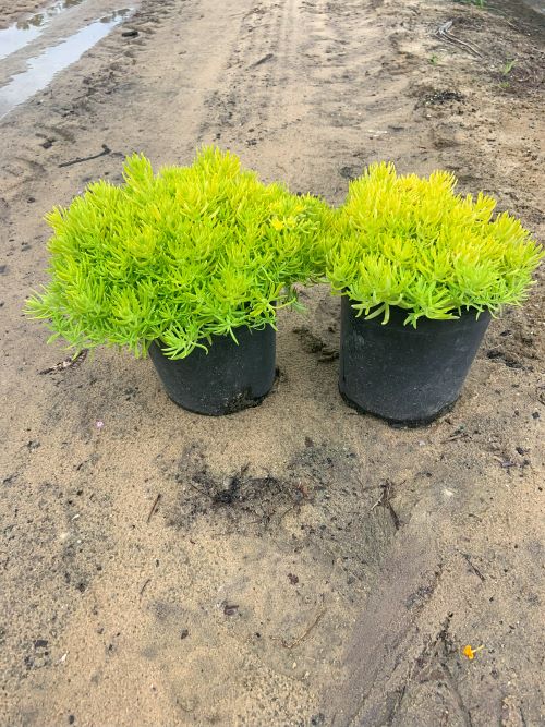 sedum-acre-goldmoss-stonecrop
