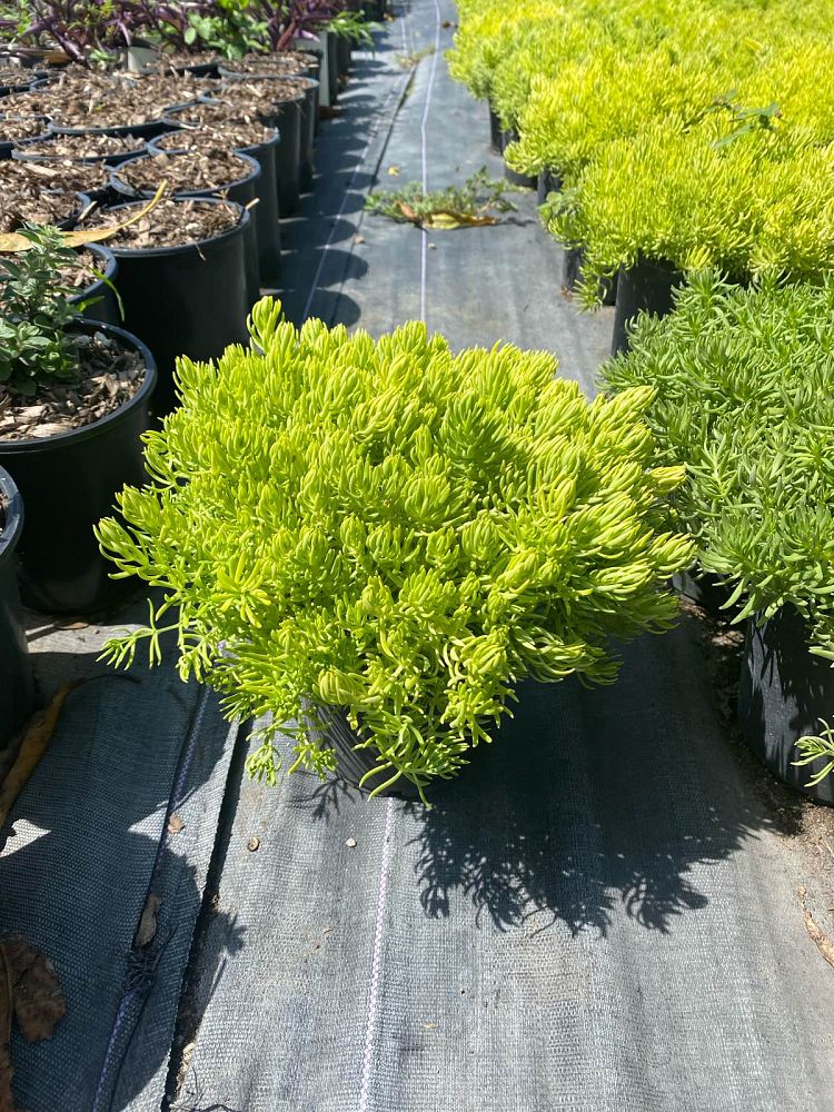 sedum-adolphii-golden-sedum-stonecrop