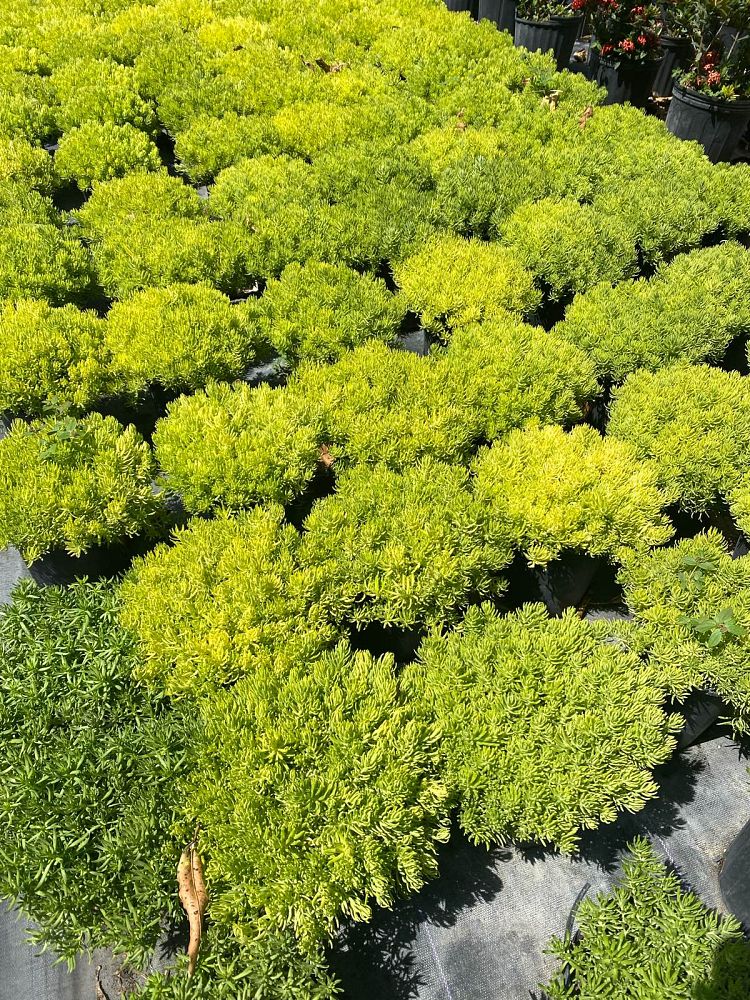 sedum-adolphii-golden-sedum-stonecrop