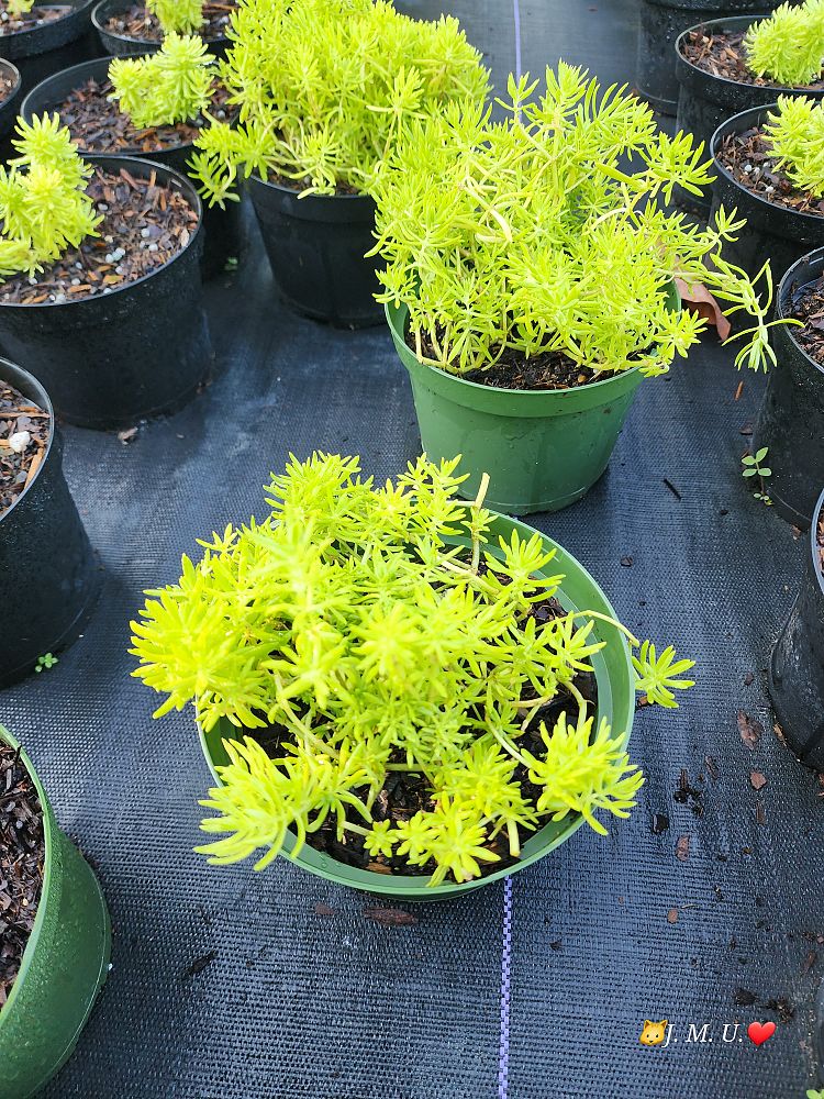 sedum-adolphii-golden-sedum-stonecrop
