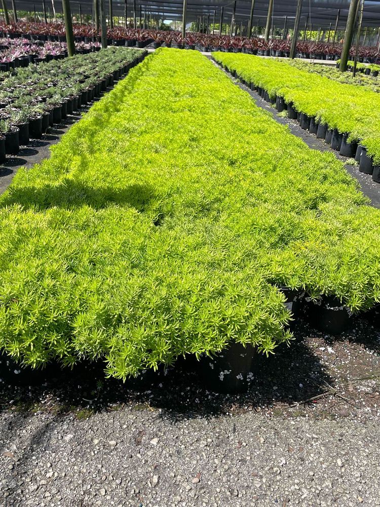 sedum-adolphii-golden-sedum-stonecrop