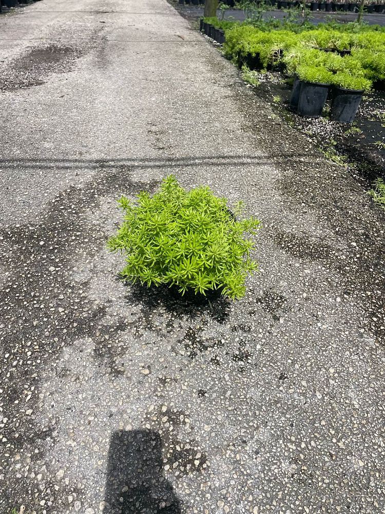 sedum-adolphii-golden-sedum-stonecrop