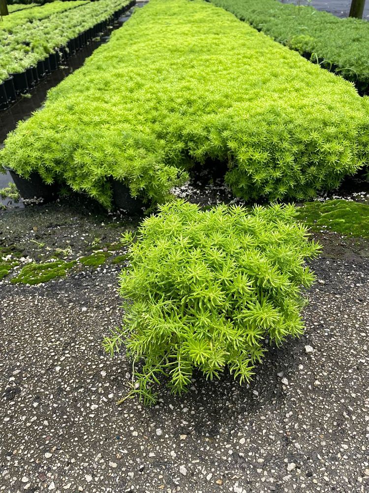sedum-adolphii-golden-sedum-stonecrop