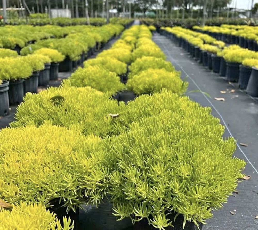 sedum-adolphii-golden-sedum-stonecrop