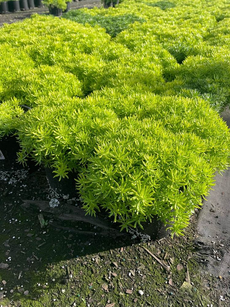sedum-adolphii-golden-sedum-stonecrop