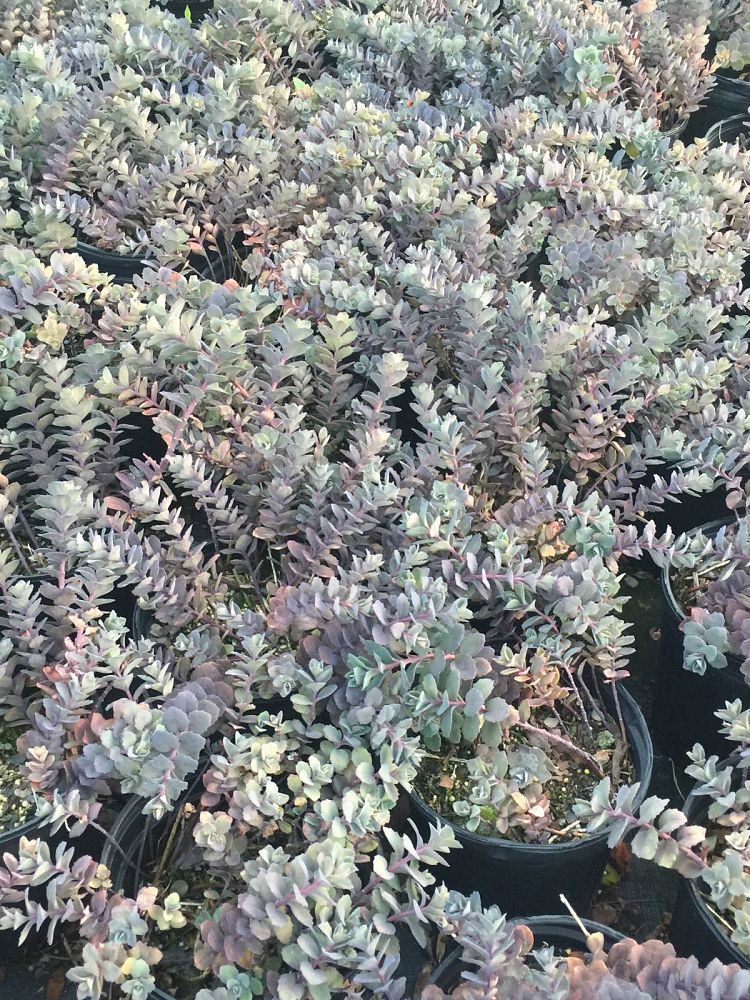 sedum-bertram-anderson-stonecrop