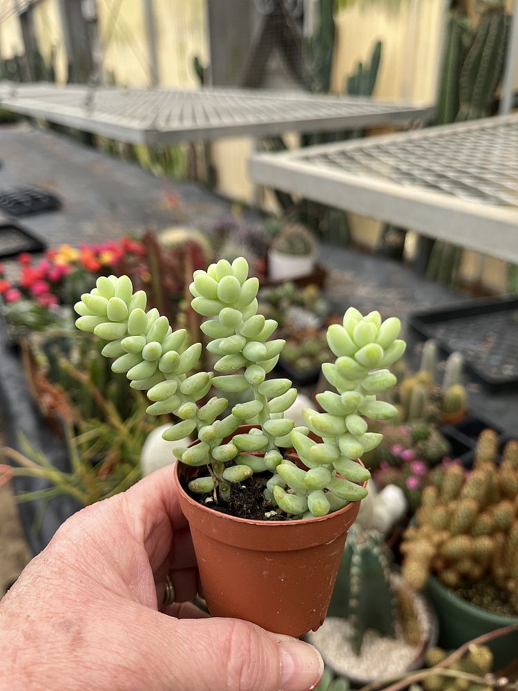 sedum-burrito-baby-donkey-tail