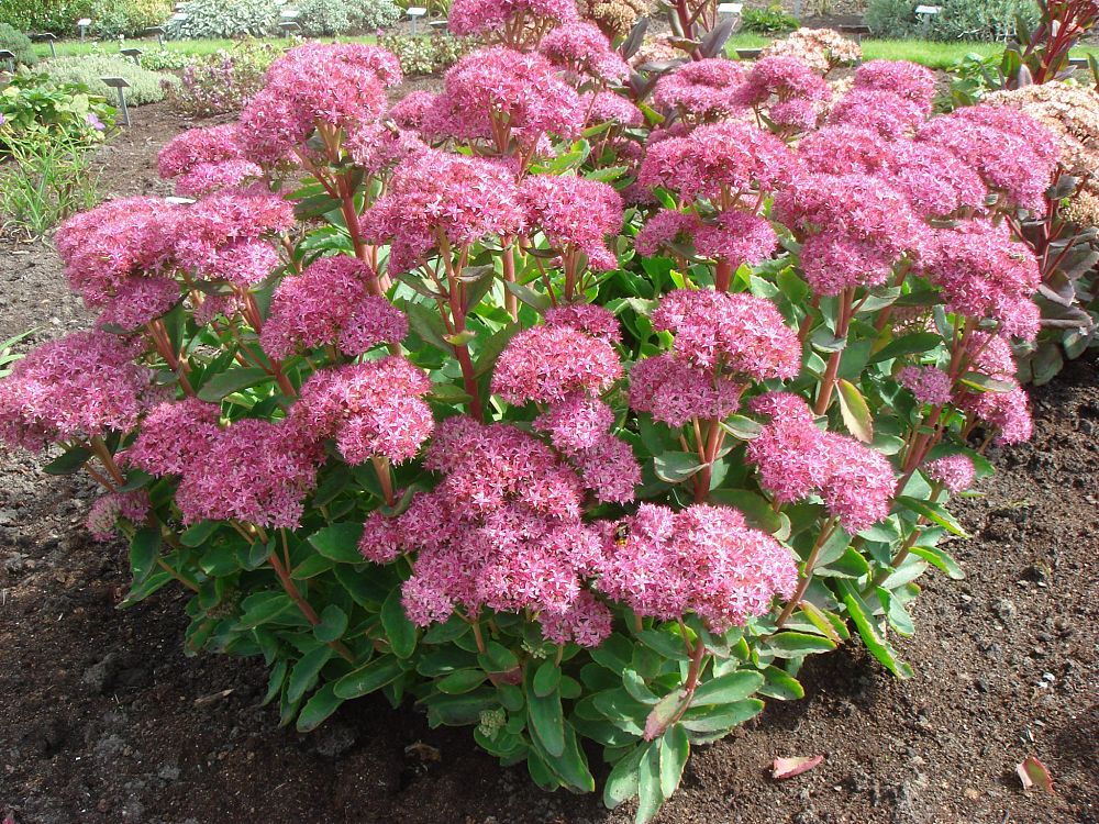 sedum-carl-showy-stonecrop
