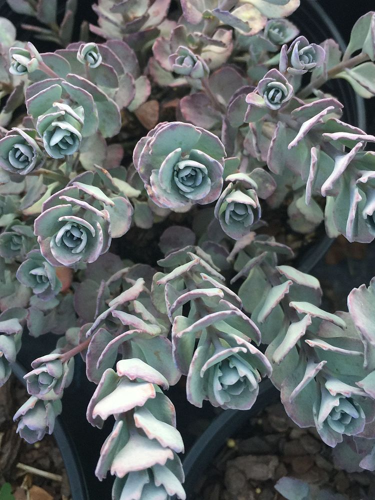 sedum-cauticolum-lidakense-stonecrop