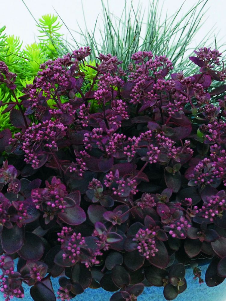 sedum-cherry-tart-hardy-stonecrop