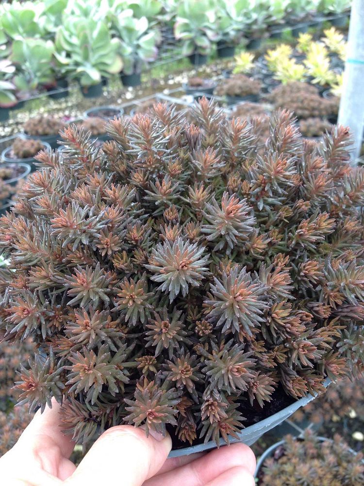 sedum-hakonense-chocolate-ball