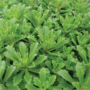 sedum-kamtschaticum-floriferum-weihenstephaner-gold-bailey-s-gold-russian-stonecrop-kamschatka-stonecrop