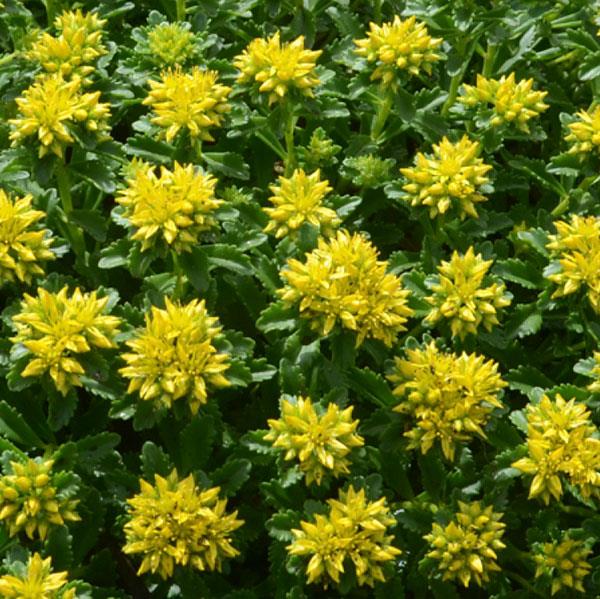 sedum-little-miss-sunshine-stonecrop