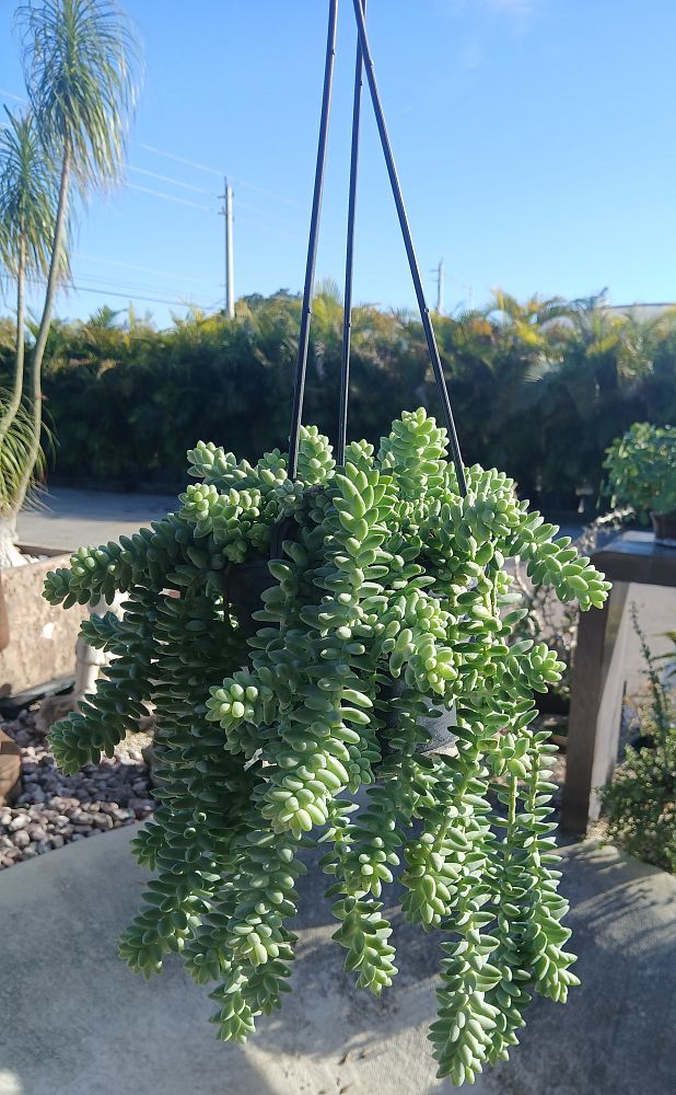 sedum-morganianum-donkey-tail-stonecrop-giant-burro-s-tail-lamb-s-tail