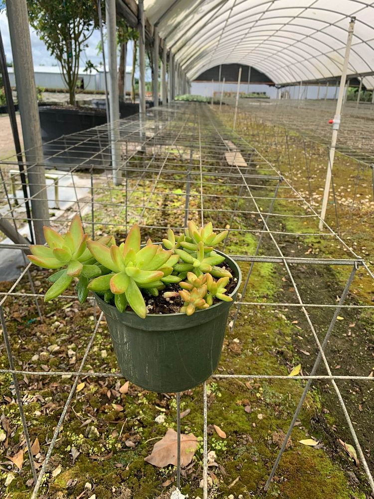 sedum-nussbaumerianum-coppertone-stonecrop