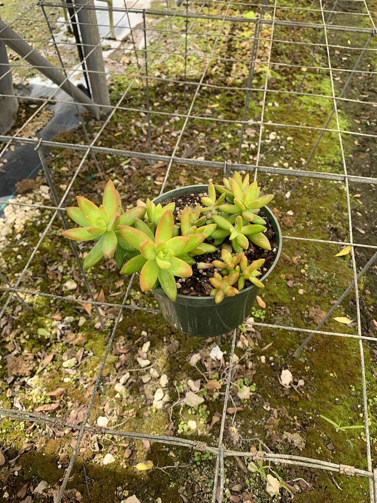 sedum-nussbaumerianum-coppertone-stonecrop