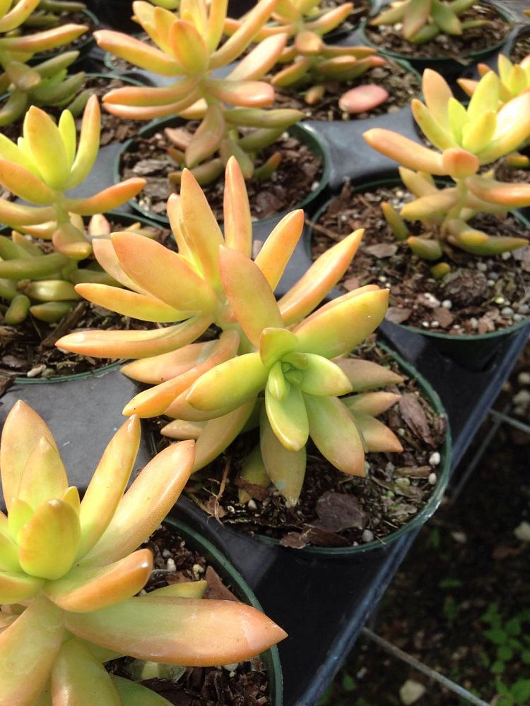 sedum-nussbaumerianum-coppertone-stonecrop